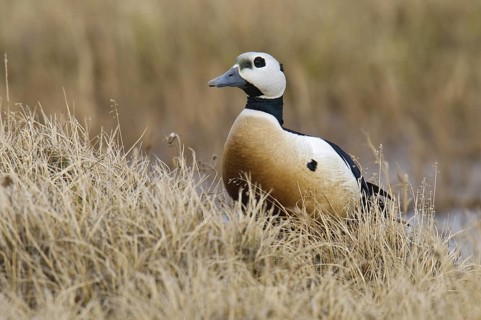 Steller's Eider (Polysticta stelleri) male, Alaska, USA