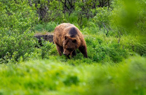 Brown bear (Ursus arctos) in the grass in spring, Alaska, USA