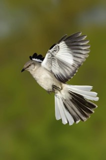 Northern Mockingbird (Mimus polyglottos) flying, Texas, USA