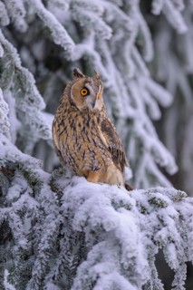 Long-eared owl (Asio otus), sitting on a spruce branch covered with snow and hoarfrost in a winter