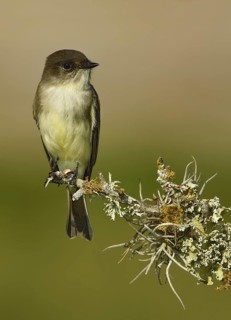 Eastern Phoebe (Sayornis phoebe), Texas, USA