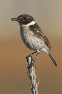 Canary Islands Stonechat (Saxicola dacotiae), Fuerteventura, Spain