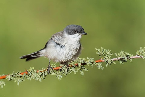 Lesser Whitethroat (Sylvia curruca), Eilat, Israel