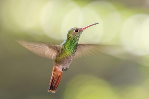 Rufous-tailed Hummingbird (Amazilia tzacatl) flying, Alambi, Ecuador