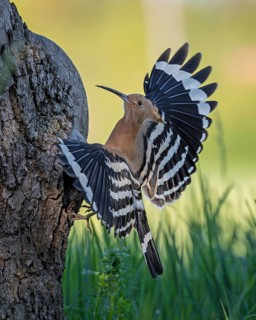 Hoopoe (Upupa epops) Bird of the Year 2022, sunrise, portrait, erected bonnet, male at the breeding