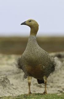 Ruddy-headed Goose (Chloephaga rubidiceps), Falkland Islands