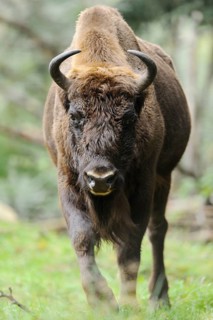 Bison in autumn forest, strong stature and wild fur, bison (Bos bonasus), Bavarian Forest National