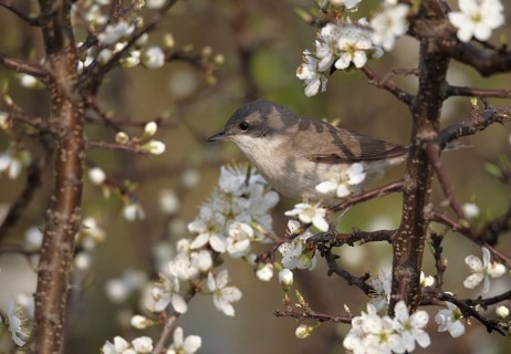 Lesser Whitethroat (Sylvia curruca), Mecklenburg-Western Pomerania, Germany