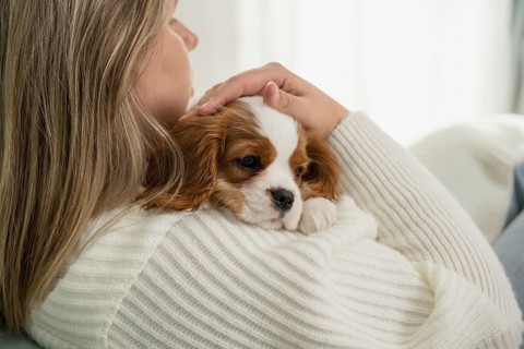 A woman in a cozy setting holds a small, adorable dog, creating a warm and relaxing atmosphere. The