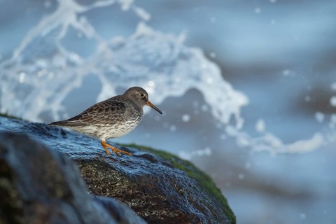 Purple sandpiper (Calidris maritima) adult wading bird in winter plumage on coastal rocks at high
