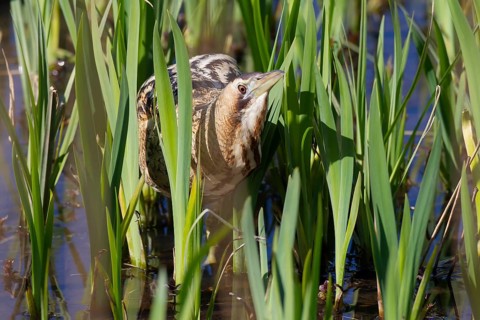 Great or Eurasian bittern (Botaurus stellaris) adult bird in a reedbed in spring, RSPB Minsmere