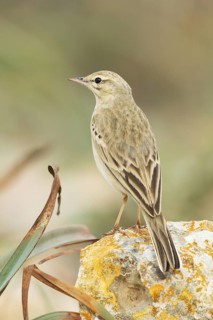 Tawny Pipit (Anthus campestris), Mallorca, Spain