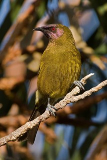 New Zealand Bellbird (Anthornis melanura), Stewart Island, New Zealand