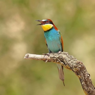 European bee-eater (Merops apiaster) sitting on a branch, Lake Neusiedl, Burgenland, Austria