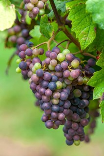 Blue grapes (Vitis sp.) on the vine, Southern Palatinate, Palatinate, Rhineland-Palatinate, Germany