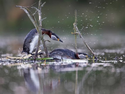 Red-necked Grebe (Podiceps grisegena) pair mating, Mecklenburg-Western Pomerania, Germany