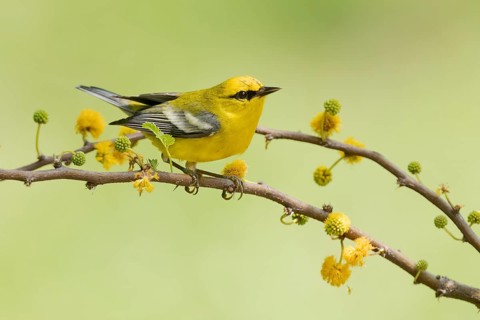 Blue-winged Warbler (Vermivora cyanoptera) male perched on a branch, Texas, USA