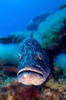 Large spotted fish, Dusky Grouper (Epinephelus marginatus) (Mycteroperca marginatus), close-up in