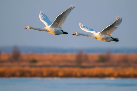 Singschwan (Cygnus cygnus) Rastvogel, Schwan, Singschwan, Tier, Voegel, Vogel, Whooper Swan,