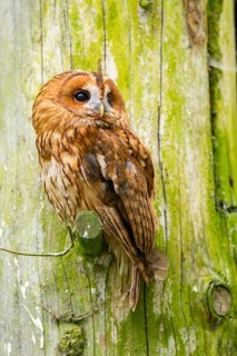 Tawny owl (Strix aluco) sitting on a branch, Bavaria, Germany