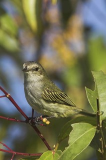 Paltry Tyrannulet (Zimmerius vilissimus), Costa Rica