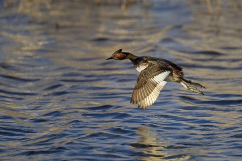 Eared Grebe Podiceps nigricollis Lower Klamath National Wildlife Refuge, Oregon, United States 9