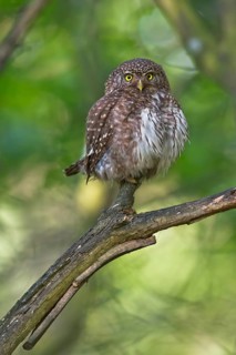 Eurasian Pygmy Owl (Glaucidium passerinum) female perched on a branch, Bavaria, Germany