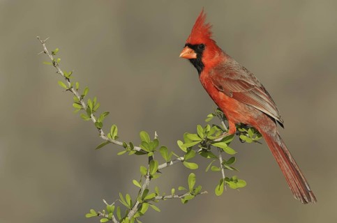Northern Cardinal (Cardinalis cardinalis), Texas, USA