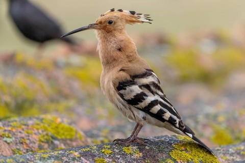 Hoopoe (Upupa epops), calling, on, roof, Extremadura, Spain