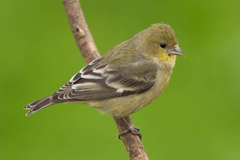 Lesser Goldfinch