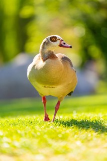 Close-up of a duck standing on green grass in the sunshine, Calw, Black Forest, Germany