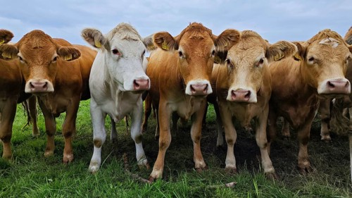 Front view of a group of cows (bos taurus) on a green meadow under a cloudy sky, Franconian Forest