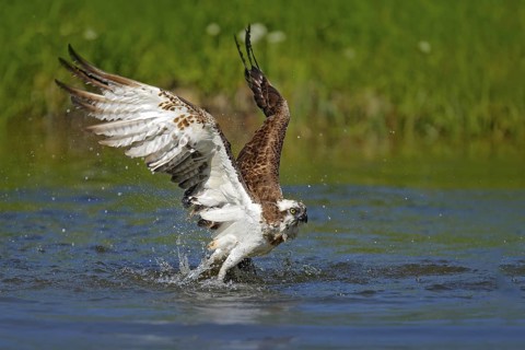 Flying osprey with fish. Action scene with bird, nature water habitat. Osprey with fish fly. Bird