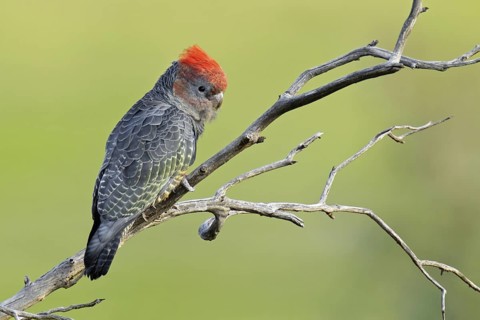 Gang-gang Cockatoo (Callocephalon fimbriatum) juvenile, Victoria, Australia