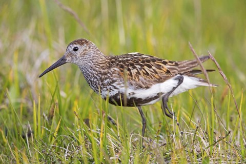 Dunlin, (Calidris alpina), Animals, Bird, Snipe family, Breiðavík, Vestfirðir, Iceland