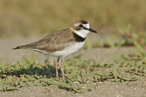Collared Plover (Charadrius collaris), Ecuador