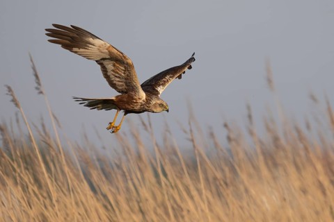 Marsh harrier (Circus aeruginosus), Texel, Netherlands