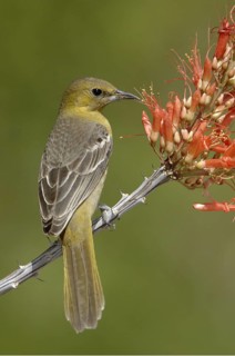 Bullock's Oriole (Icterus bullockii), Arizona, USA