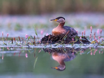 Red-necked Grebe (Podiceps grisegena) on nest, Mecklenburg-Western Pomerania, Germany