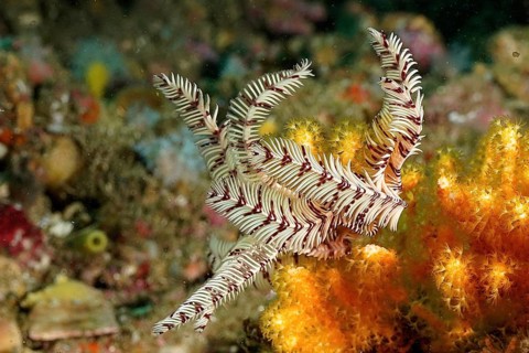 A delicately structured white sawtooth starfish (Oligometra serripinna) surrounded by lively