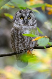 Rauhfusskauz (Aegolius funereus), Boreal owl, adultes Tier, Oktober, captive, Nationalpark