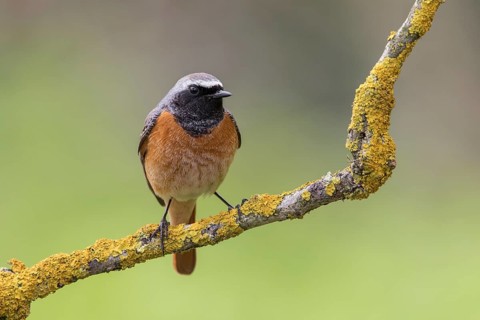 Common Redstart (Phoenicurus phoenicurus) male perched on a lichen covered twig, Poland