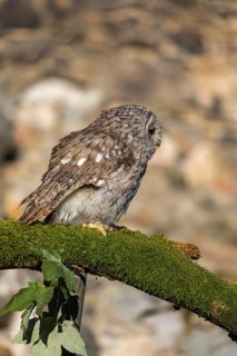 One tawny owl or brown owl (Strix aluco) sitting on a mossy branch