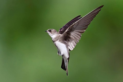 Sand martin (Riparia riparia), in flight, Reussegg nature reserve, Canton Aargau, Switzerland