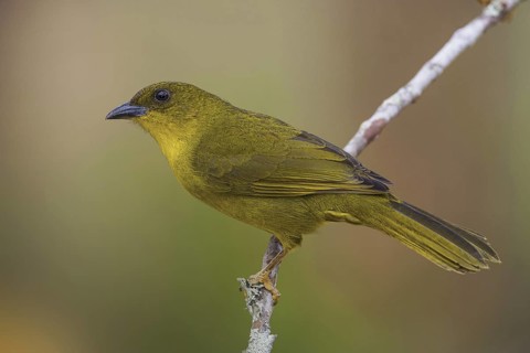 Olive-green Tanager (Orthogonys chloricterus)
