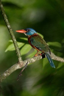 Green-backed Kingfisher (Actenoides monachus) male perched on a branch, Sulawesi Utara, Indonesia