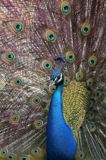 Indian Peafowl (Pavo cristatus) male, Canada
