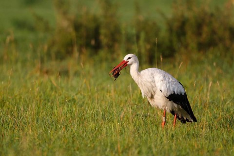 White Stork (Ciconia ciconia) catching a mole, North Rhine-Westphalia, Germany