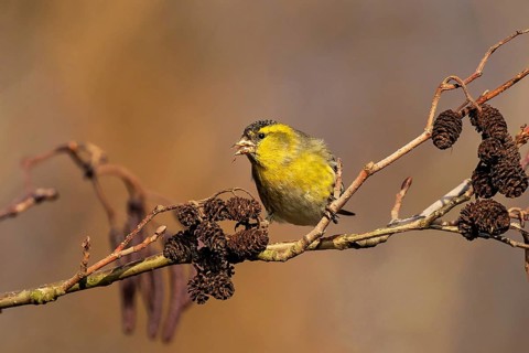 Eurasian Siskin (Spinus spinus) male perched on a branch, Baden-Wuerttemberg, Germany