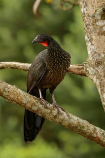 Dusky-legged Guan (Penelope obscura) perched on a branch in the Atlantic Rainforest Region of